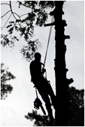 treeworker2